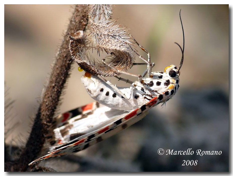 Utetheisa pulchella (Arctiidae) in deposizione